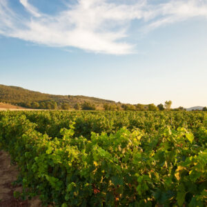 Tasting of the best biological Italian wine