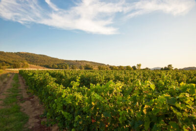 Tasting of the best biological Italian wine